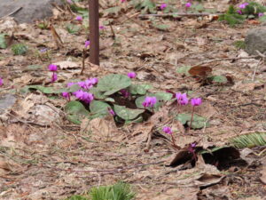 原種のシクラメン