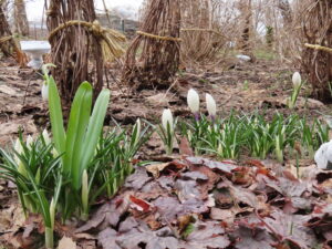 クロッカスの蕾