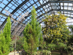 ソメイヨシノ満開