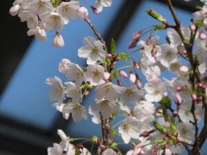 満開のソメイヨシノのアップ