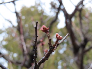 ブンゴウメの蕾の様子