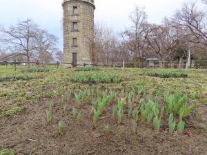 ムスカリの道のチューリップの芽