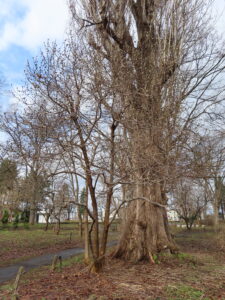 池の近くに植栽されているマグノリア‘メリル’
