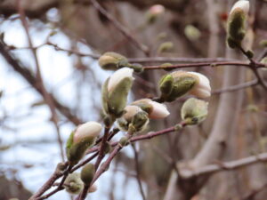 マグノリア メリルの蕾の様子