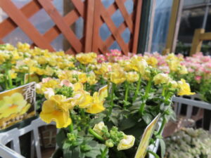 黄色やピンク、水色のネメシア