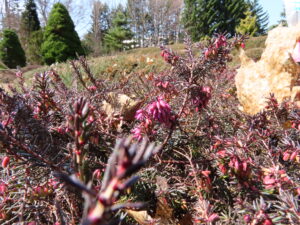 春咲きのエリカ