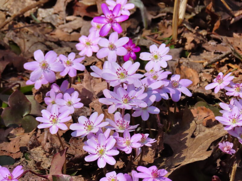 ロックガーデンでも春の花(2026年4月9日)