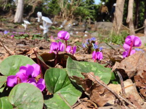 シクラメン コウム