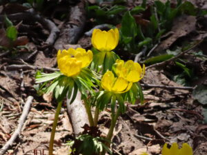 キバナセツブンソウ