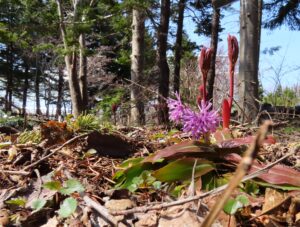 ショウジョウバカマ