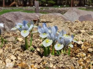 アイリス エンサタ