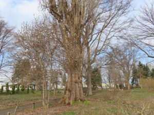 世界の百合広場のマグノリアメリル
