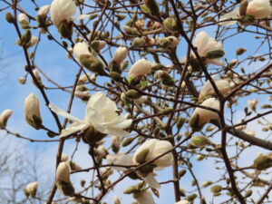 マグノリアメリルの花の アップ