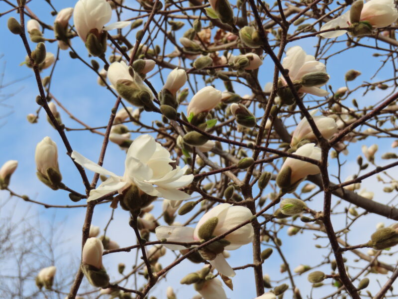 マグノリア、エゾムラサキツツジ開花しました（2026年4月13日）