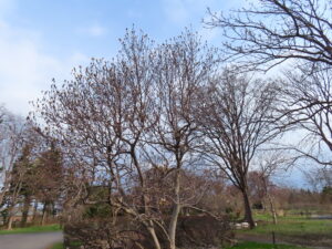 マグノリア スーランジアナ アルバ