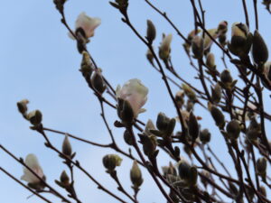マグノリア スーランジアナ アルバの花アップ