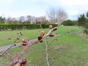 チシマザクラの蕾の様子