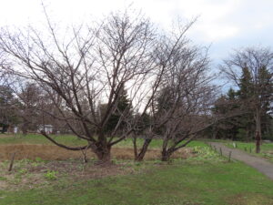 本日のチシマザクラの様子