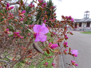 エゾムラサキツツジ開花