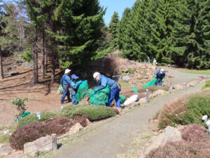 ロックガーデンの冬囲い外し