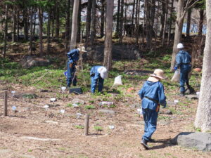 ロックガーデンの冬囲い外し