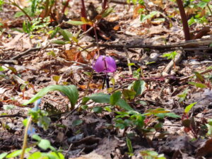 ロックガーデンで開花したカタクリ