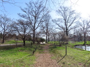 リリートレイン駅舎に近しい池周辺ではシデコブシか開花