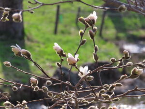 開花したシデコブシ