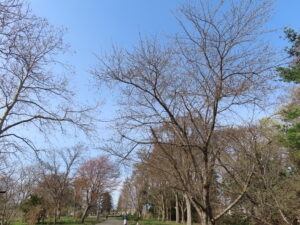 ソメイヨシノの様子