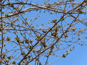 ソメイヨシノの蕾