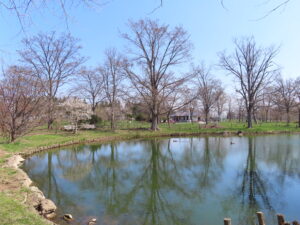 世界の百合広場のシデコブシと池にはカモ