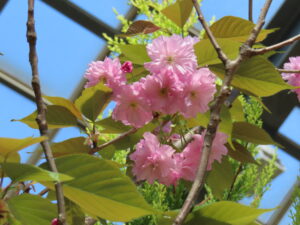 サトザクラ‘関山’