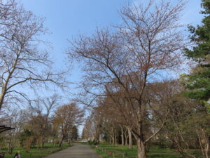 P1駐車場周辺のソメイヨシノ