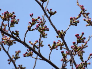 ソメイヨシノの蕾