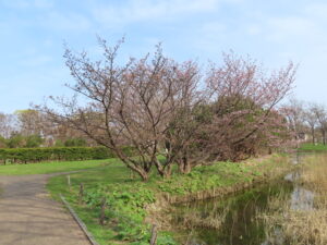 世界の百合広場のチシマザクラ