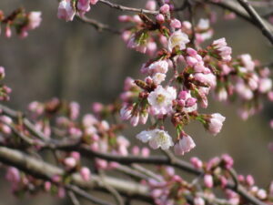 チシマザクラが開花