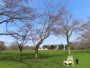 芝生広場の二本のサクラ