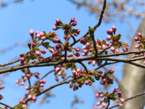 芝生広場のサクラの蕾