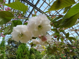 サトザクラ‘普賢象’