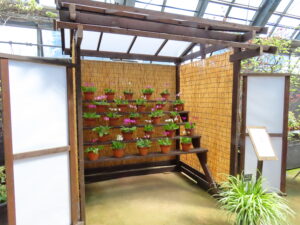 サクラソウ花壇