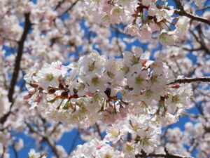 チシマザクラの花のアップ