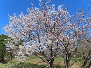 満開のチシマザクラ