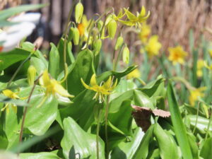 キバナカタクリ