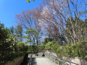 日本庭園でサクラ開花