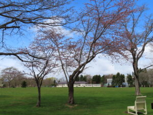 白いガーデンチェアのあるサクラ周辺