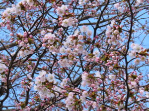 サクラのアップ