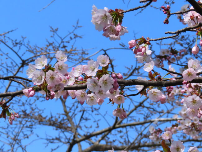 本日の百合が原公園と美味しい新商品（2026年4月26日）