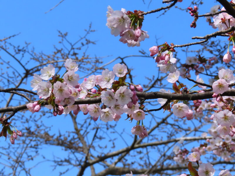 本日の百合が原公園と美味しい新商品（2026年4月26日）