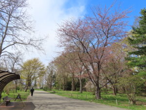 ソメイヨシノはまもなく開花