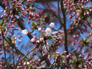ソメイヨシノの蕾の様子